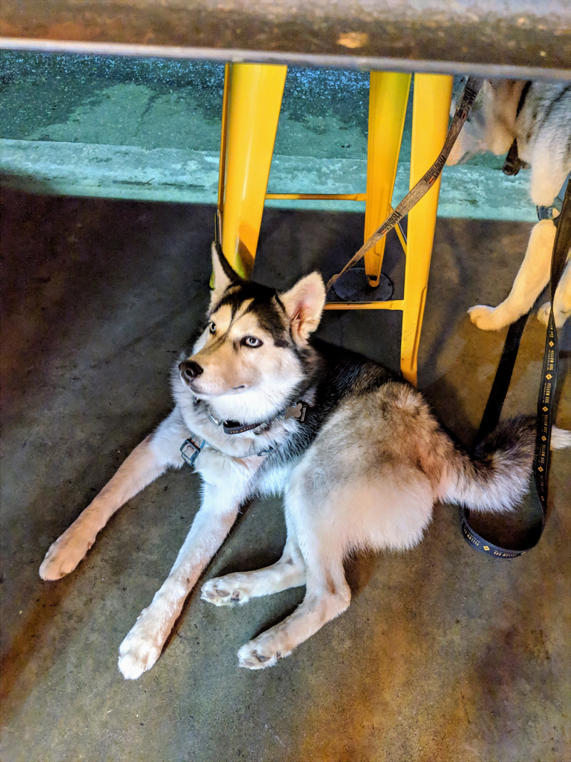 Dogs and beer! (not my dog)
